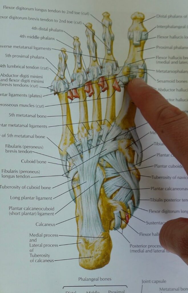 The anatomy of the bones and some connective tissue in the foot including the. plantar plate